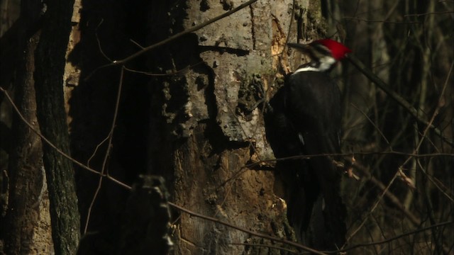 Pileated Woodpecker - ML442578