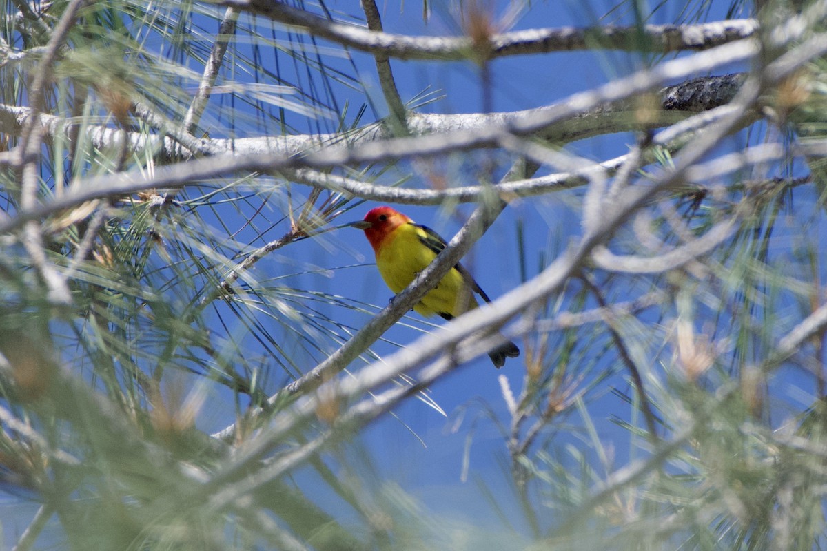 Western Tanager - ML442578591
