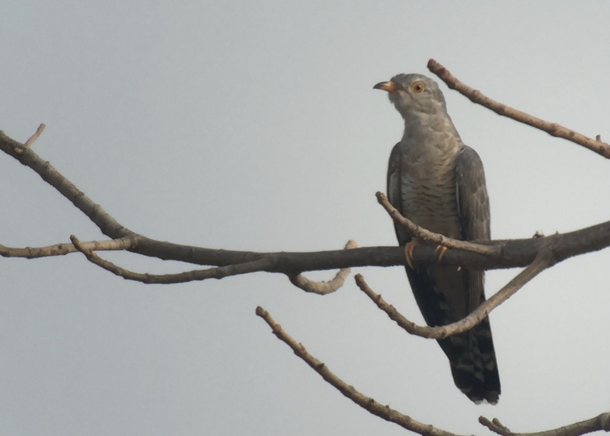 African Cuckoo - ML442579621