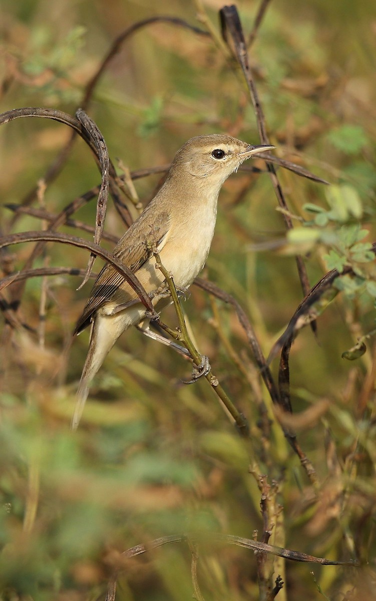 Booted Warbler - ML44258041