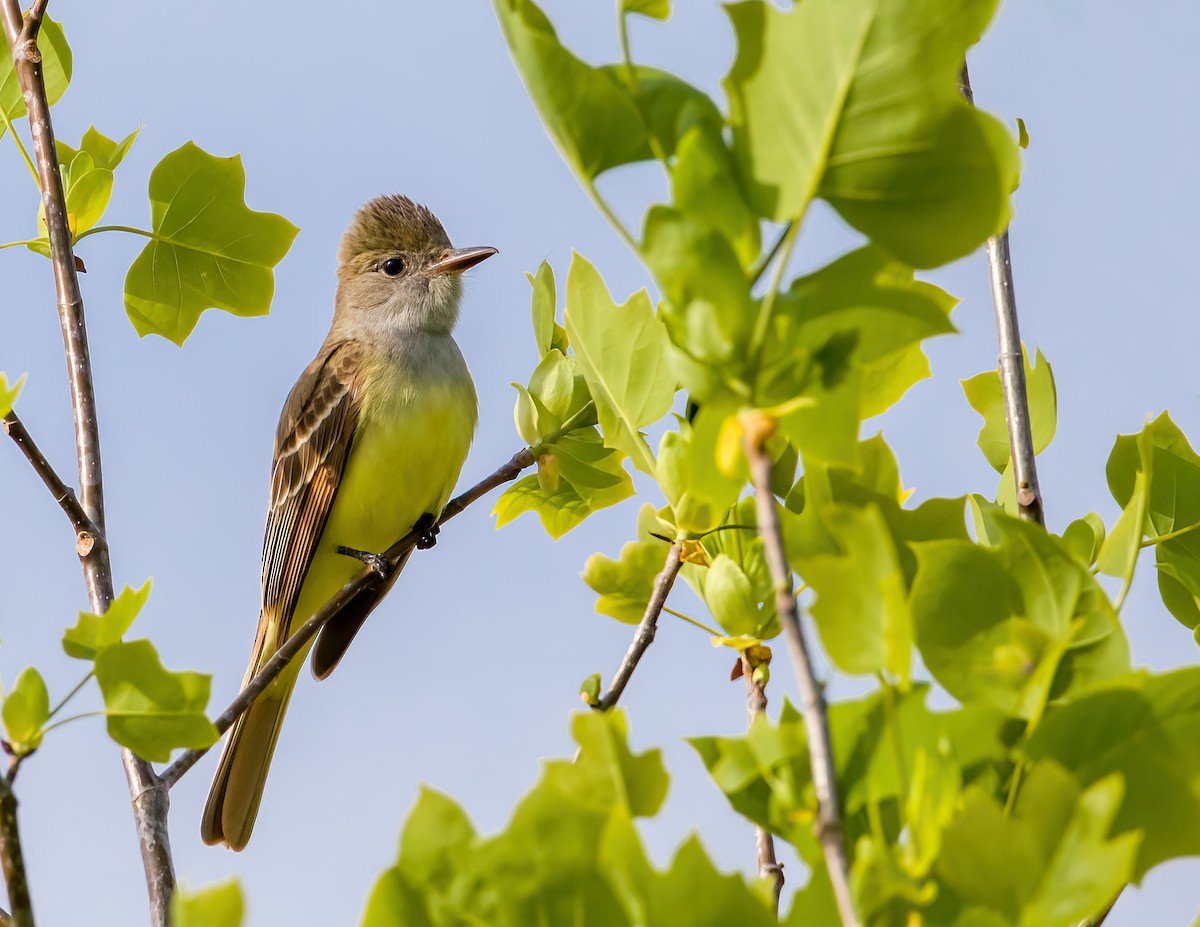 Great Crested Flycatcher - Brian Smith