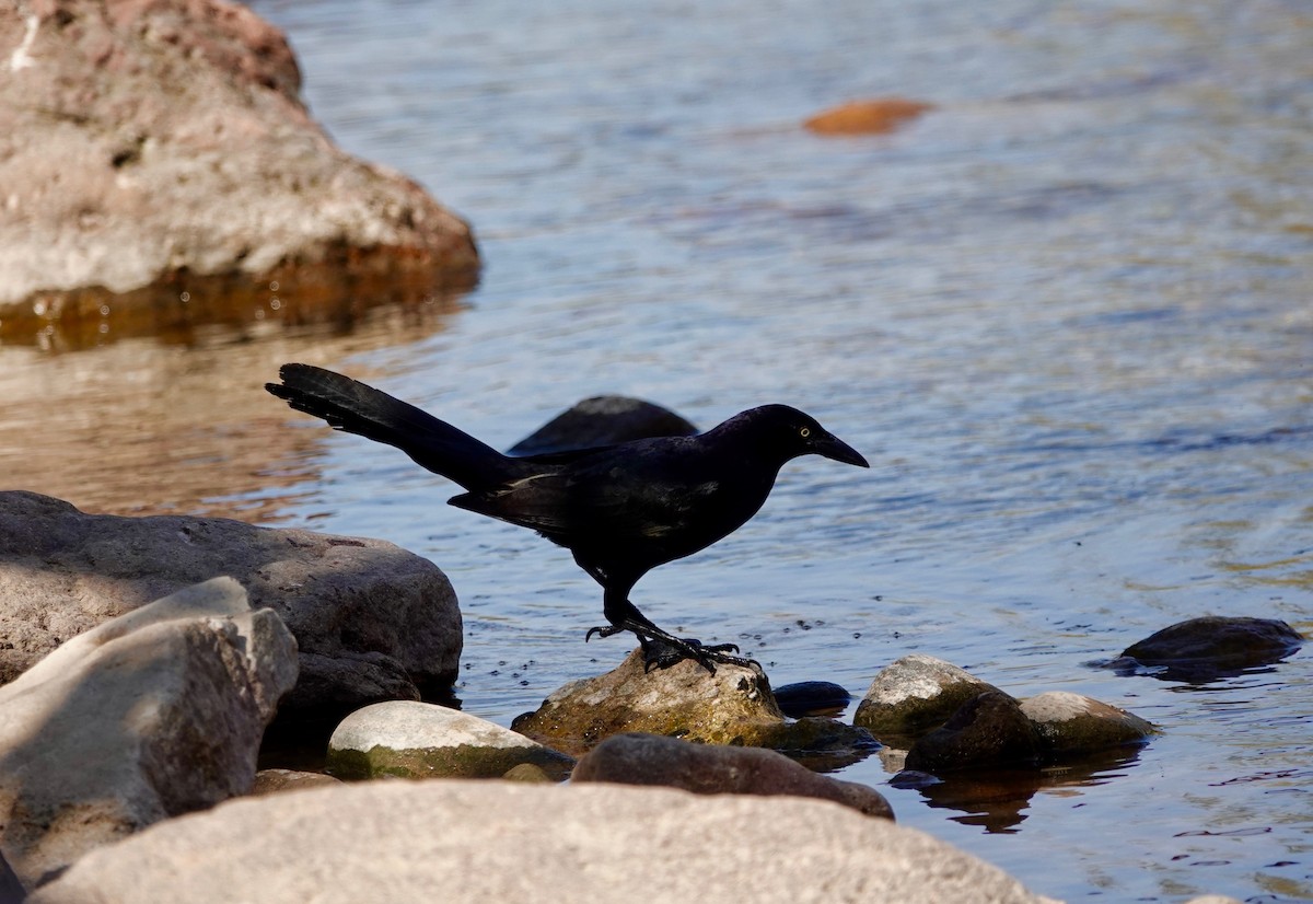Great-tailed Grackle - ML442583101