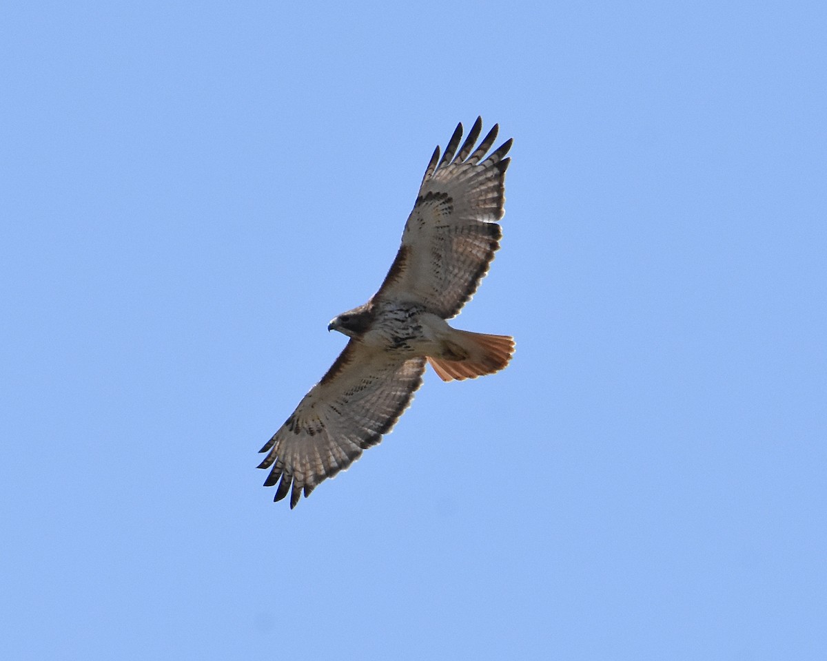 Red-tailed Hawk - ML442589131