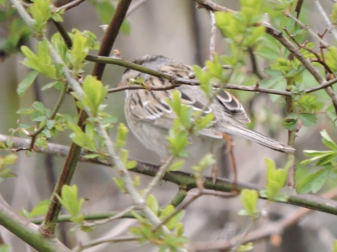 Clay-colored Sparrow - ML442589221