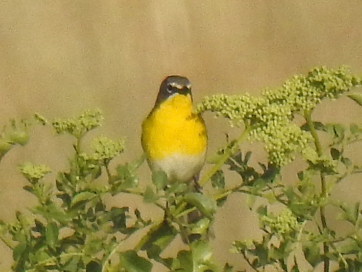 Yellow-breasted Chat - ML442590791