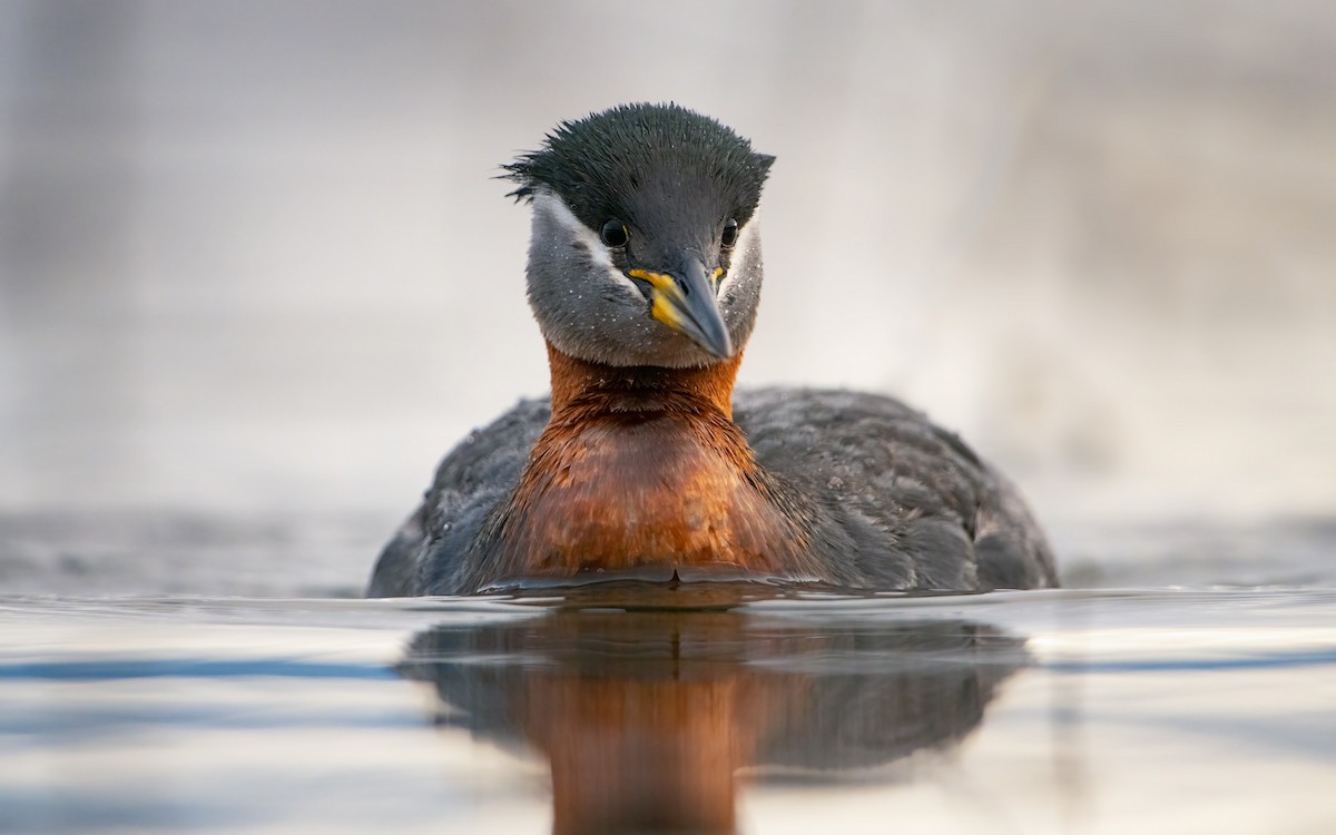 Red-necked Grebe - ML442590931