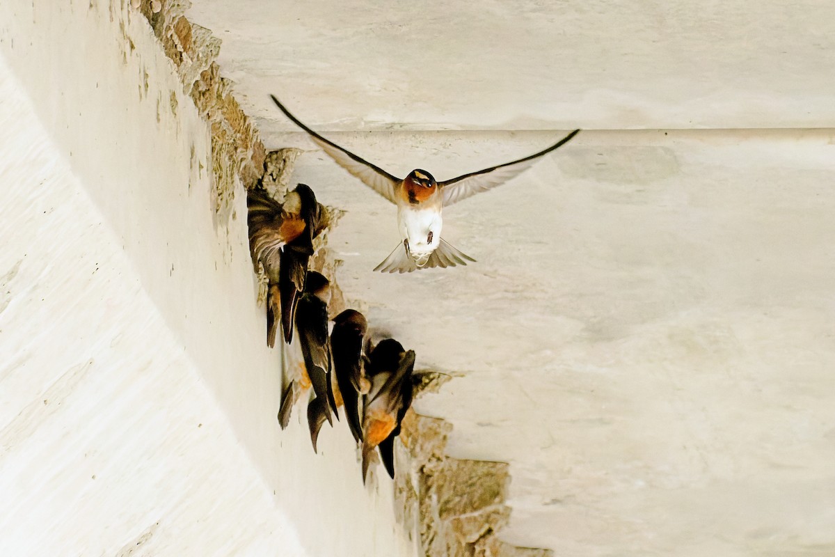 Cliff Swallow - Stephen Cook
