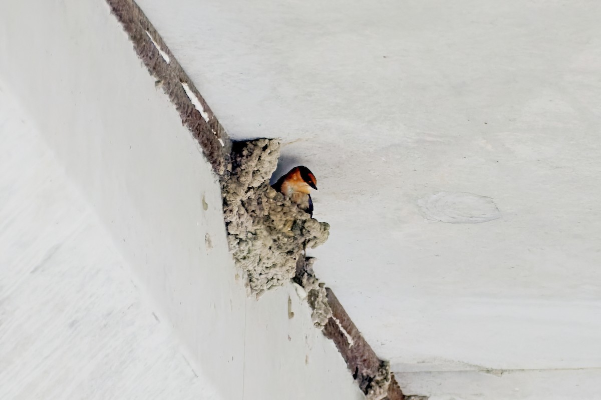 Cave Swallow - ML442601961