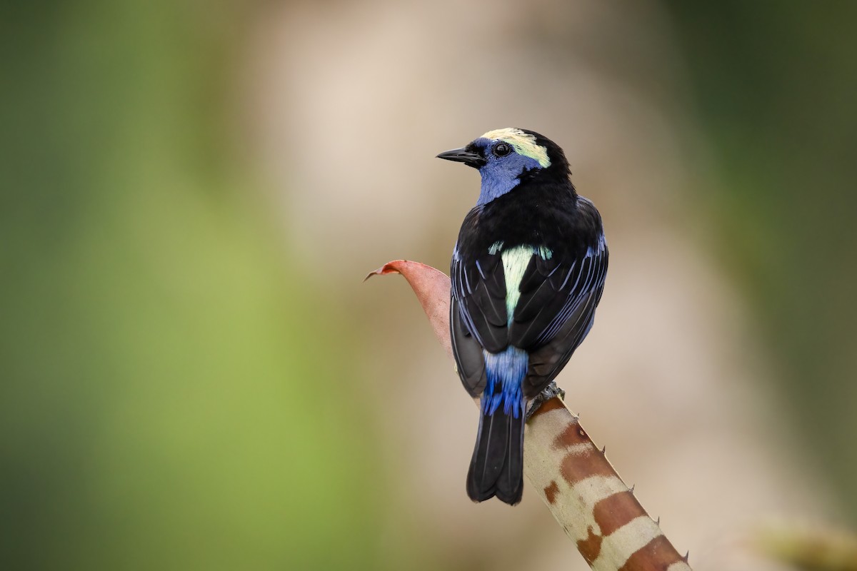 Opal-crowned Tanager - ML442607751