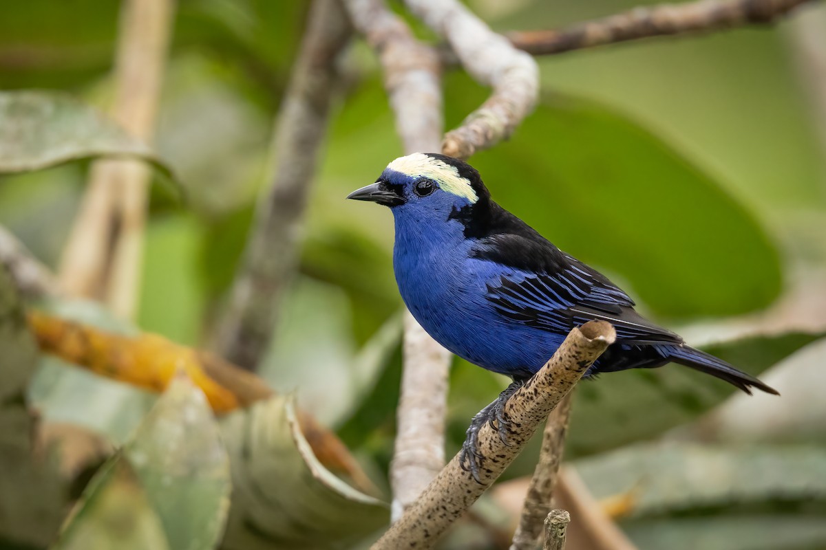 Opal-crowned Tanager - ML442608651
