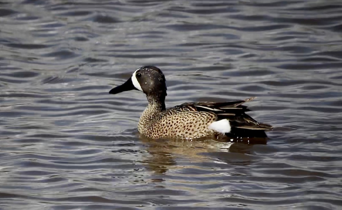 Blue-winged Teal - ML442612171