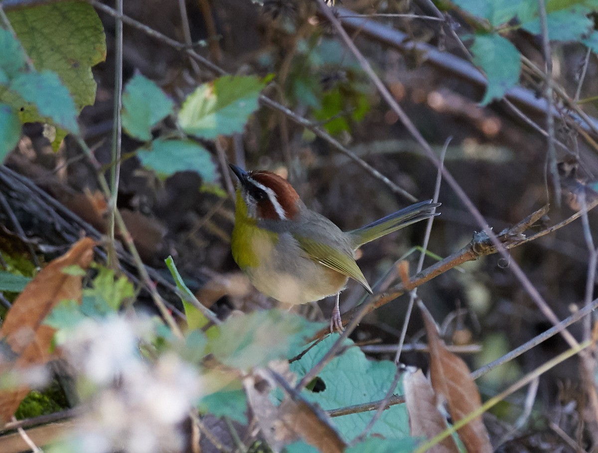 Rufous-capped Warbler - ML44262051