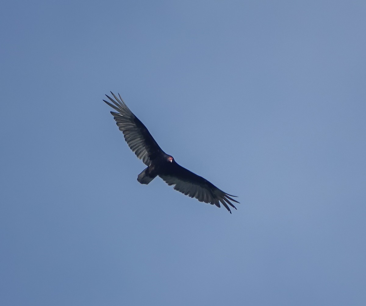Turkey Vulture - ML442625741