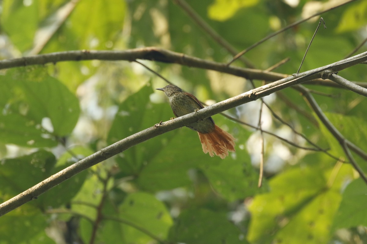Speckled Spinetail - ML442626431