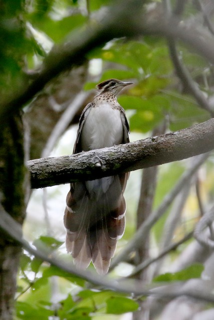 Pheasant Cuckoo at Black Rock Lodge by Dave Beeke