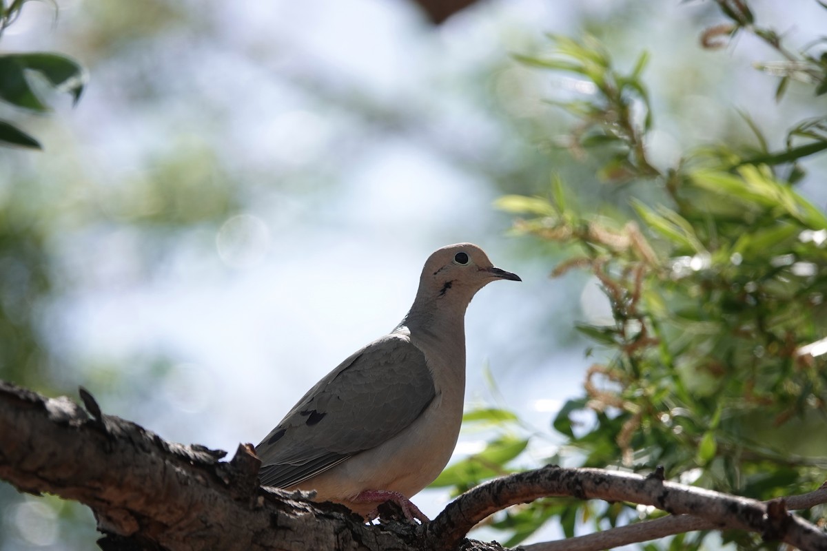 eBird Checklist - 28 Apr 2022 - Rio Virgin Estates - 10 species