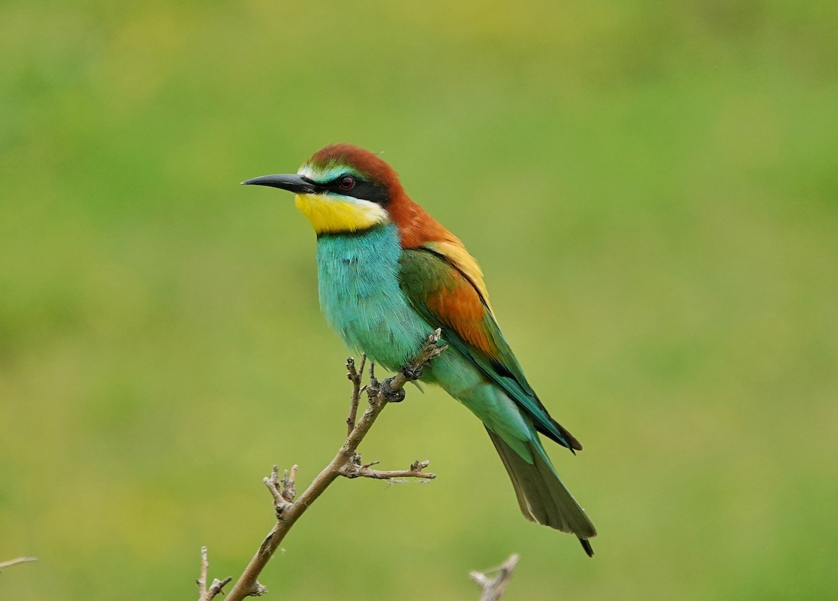 European Bee-eater - Thomas Gibson