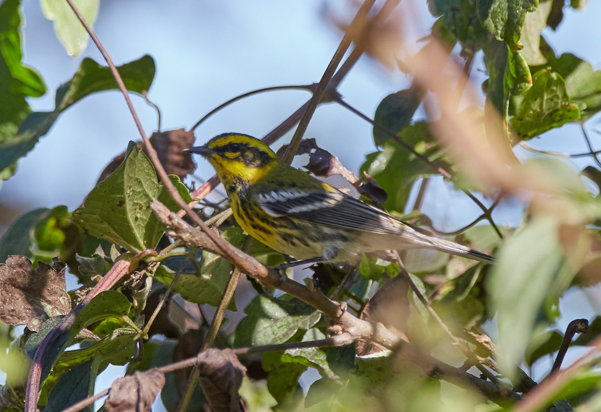 Townsend's Warbler - Michael Muchmore