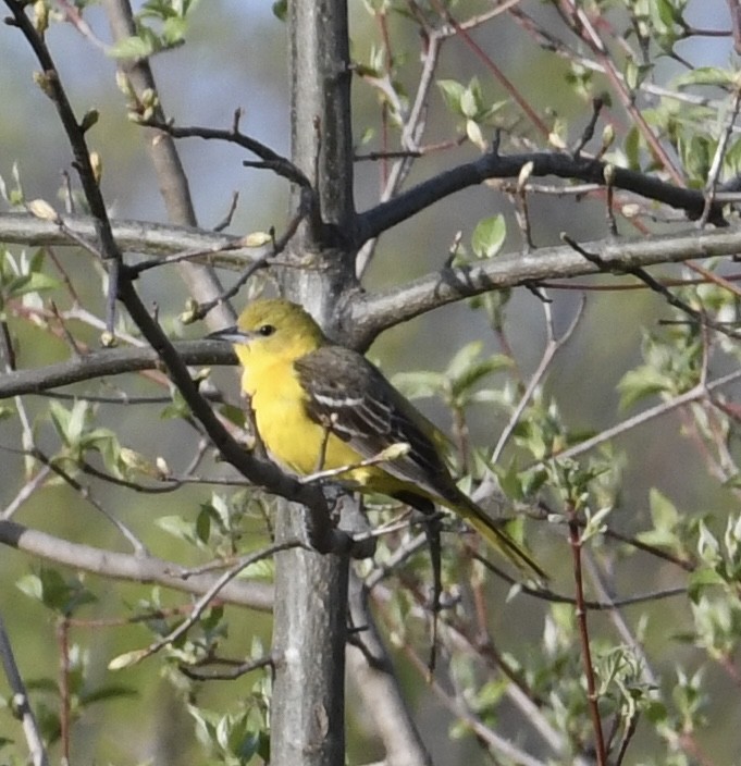 Orchard Oriole - ML442641311