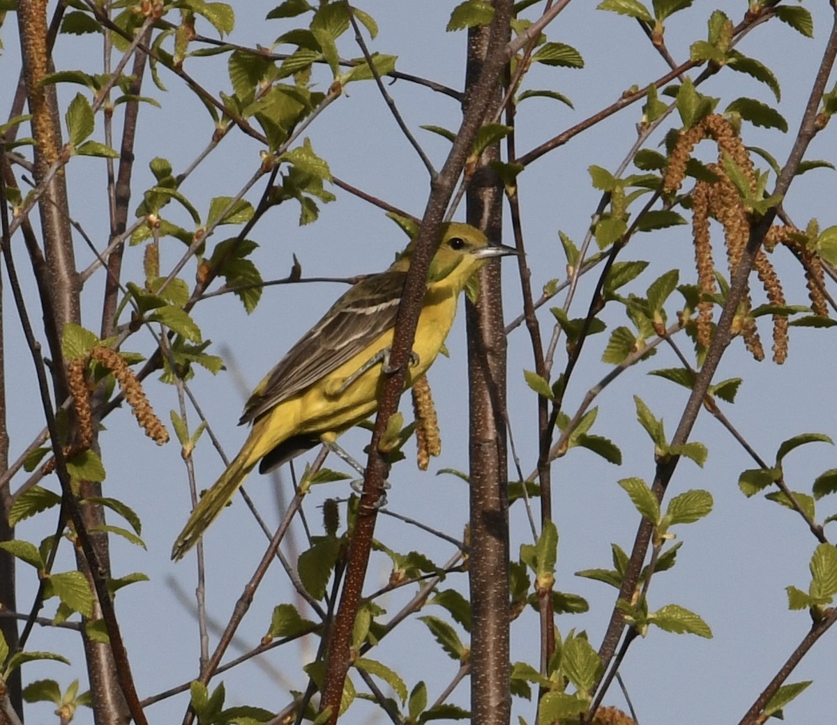 Orchard Oriole - ML442641681