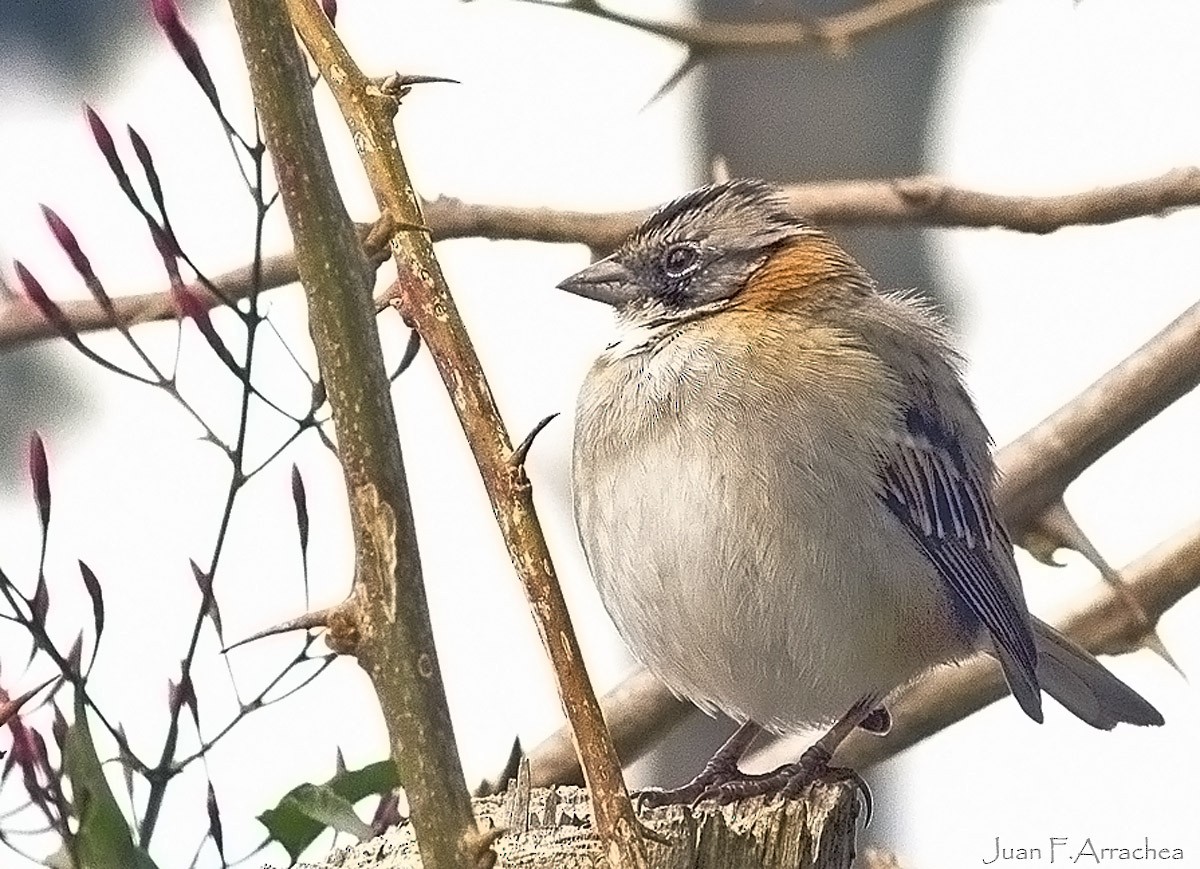 Rufous-collared Sparrow - ML442646031