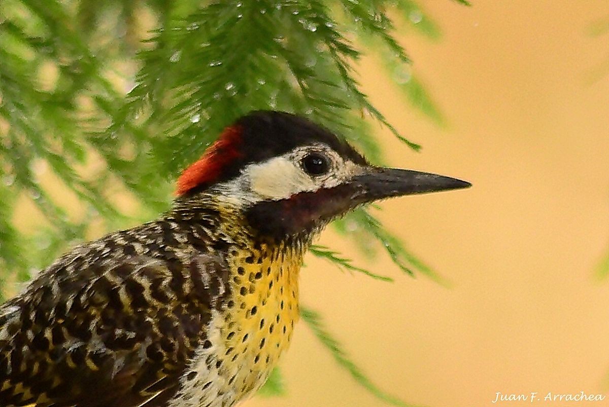 Green-barred Woodpecker - ML442647151