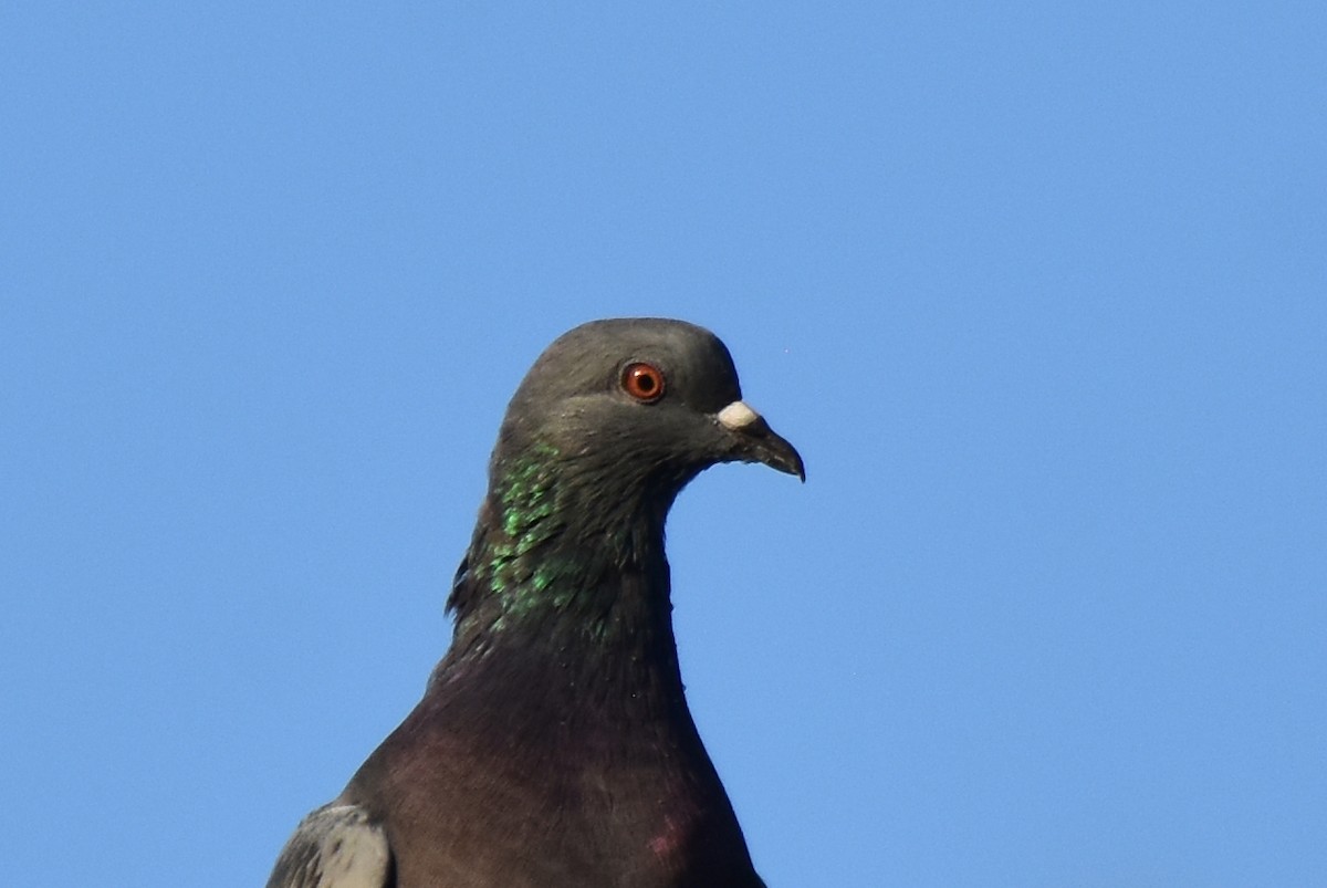 Picazuro Pigeon - ML442647661