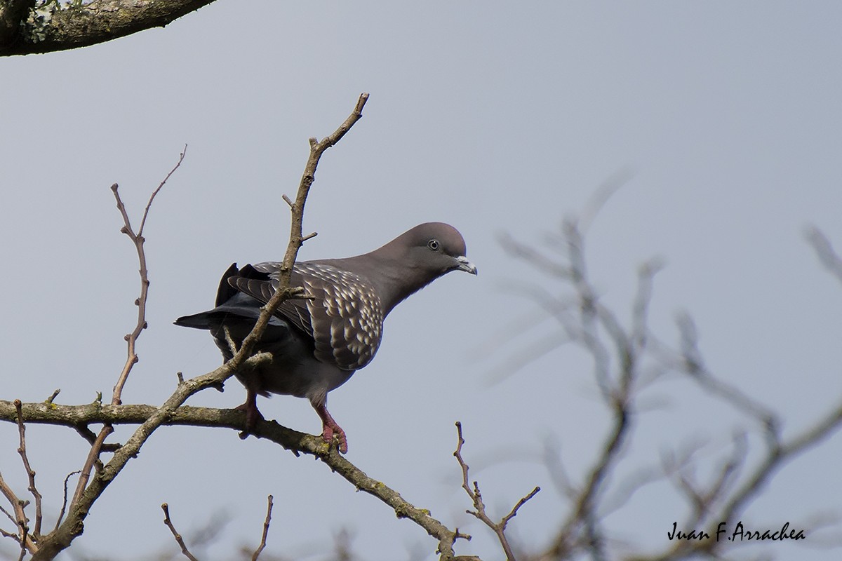Spot-winged Pigeon - ML442648281
