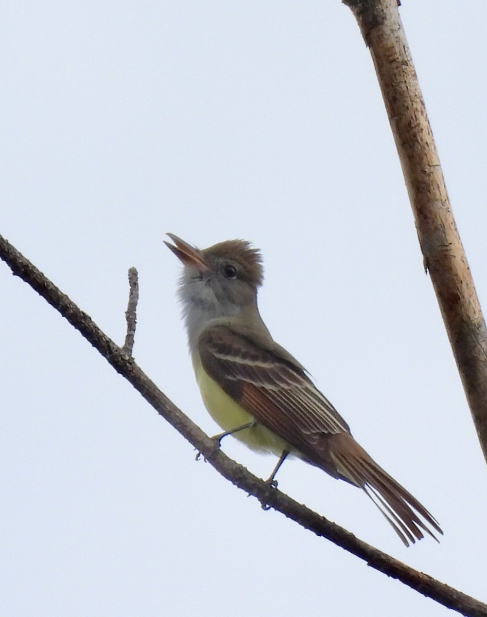 Great Crested Flycatcher - ML442653691
