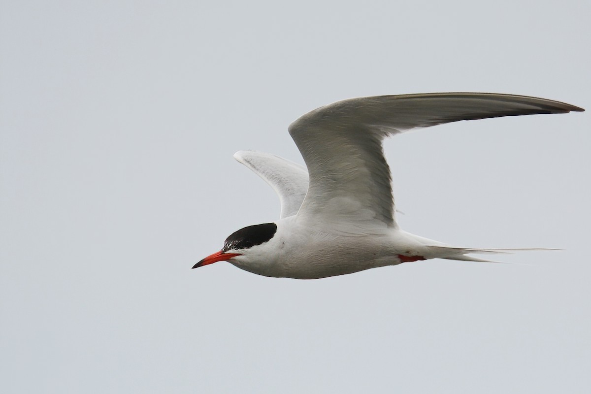 Common Tern - ML442654781