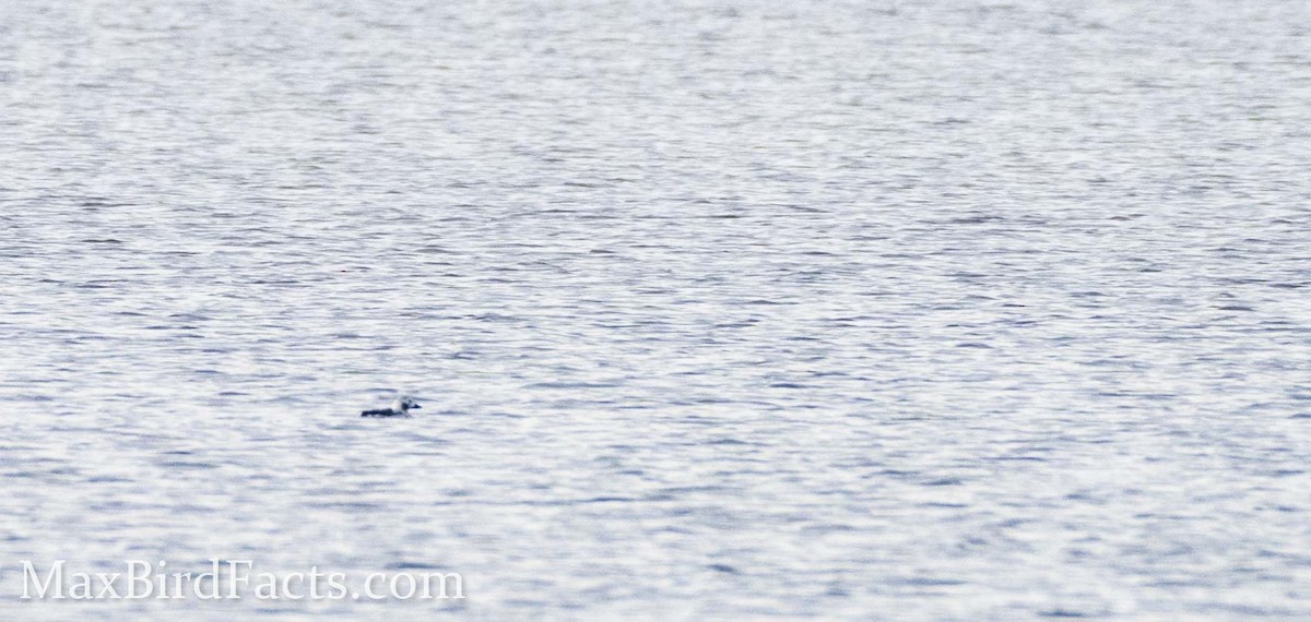 Long-tailed Duck - ML442661541