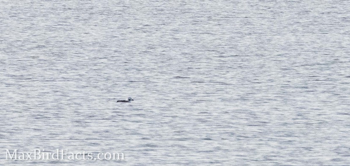 Long-tailed Duck - ML442661561
