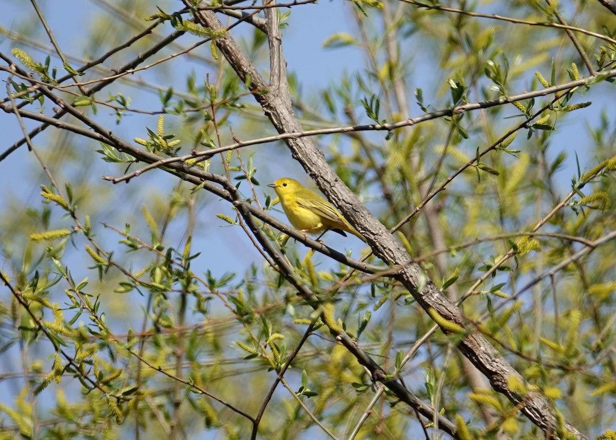 Yellow Warbler - ML442663201