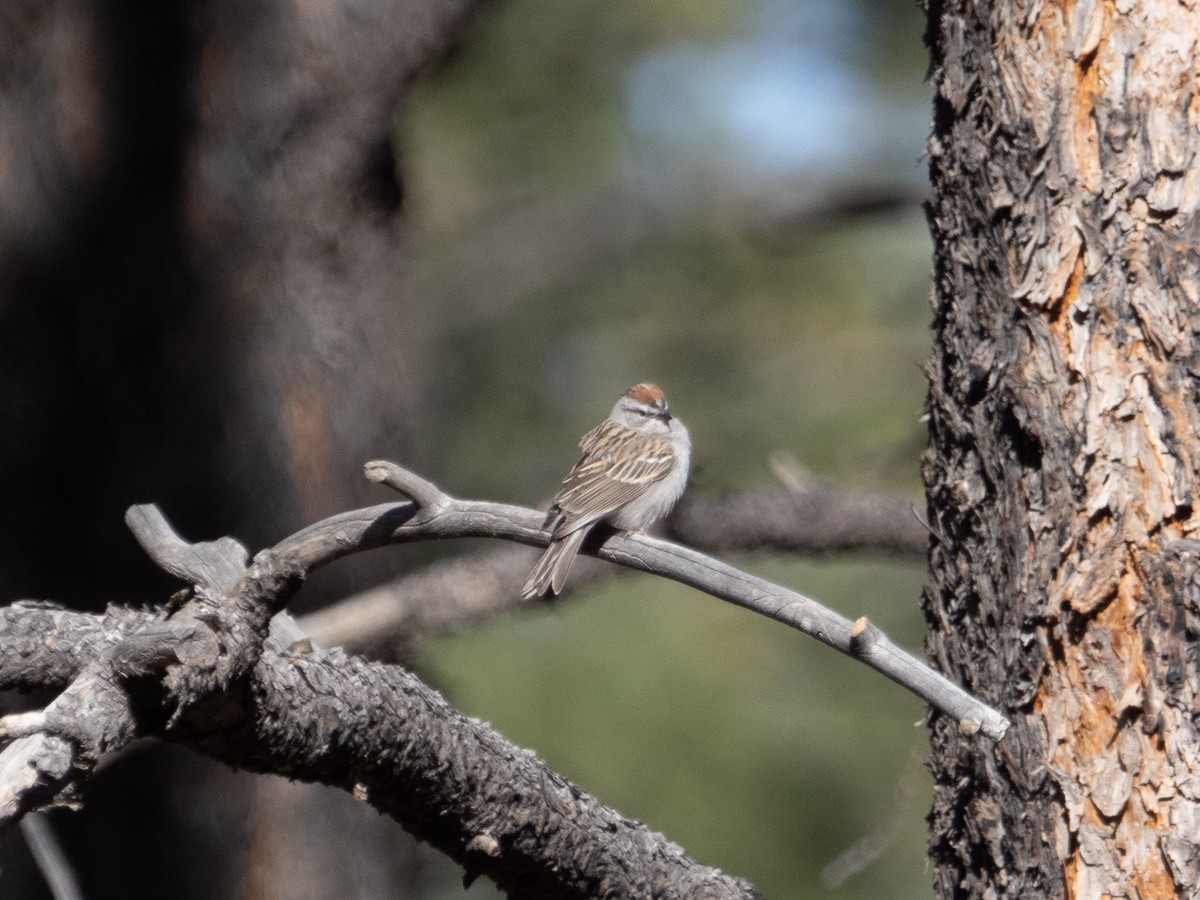 Chipping Sparrow - ML442668581