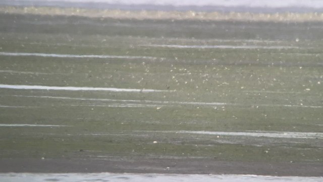 American/Pacific Golden-Plover (Lesser Golden-Plover) - ML442672011
