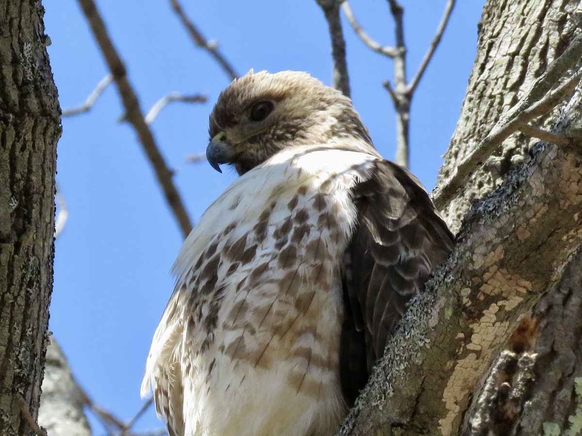 Red-tailed Hawk - ML442677101