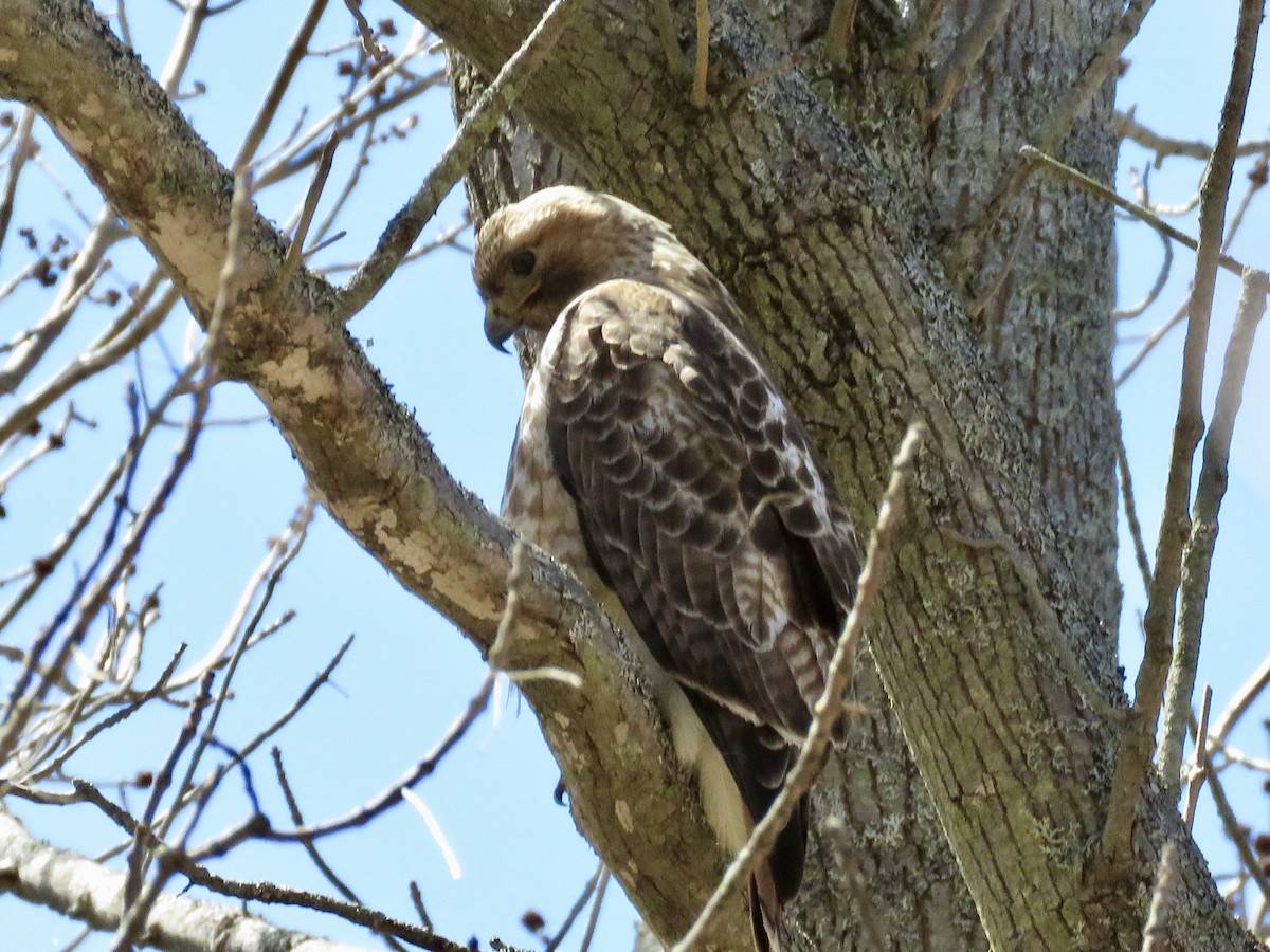 Red-tailed Hawk - ML442677161