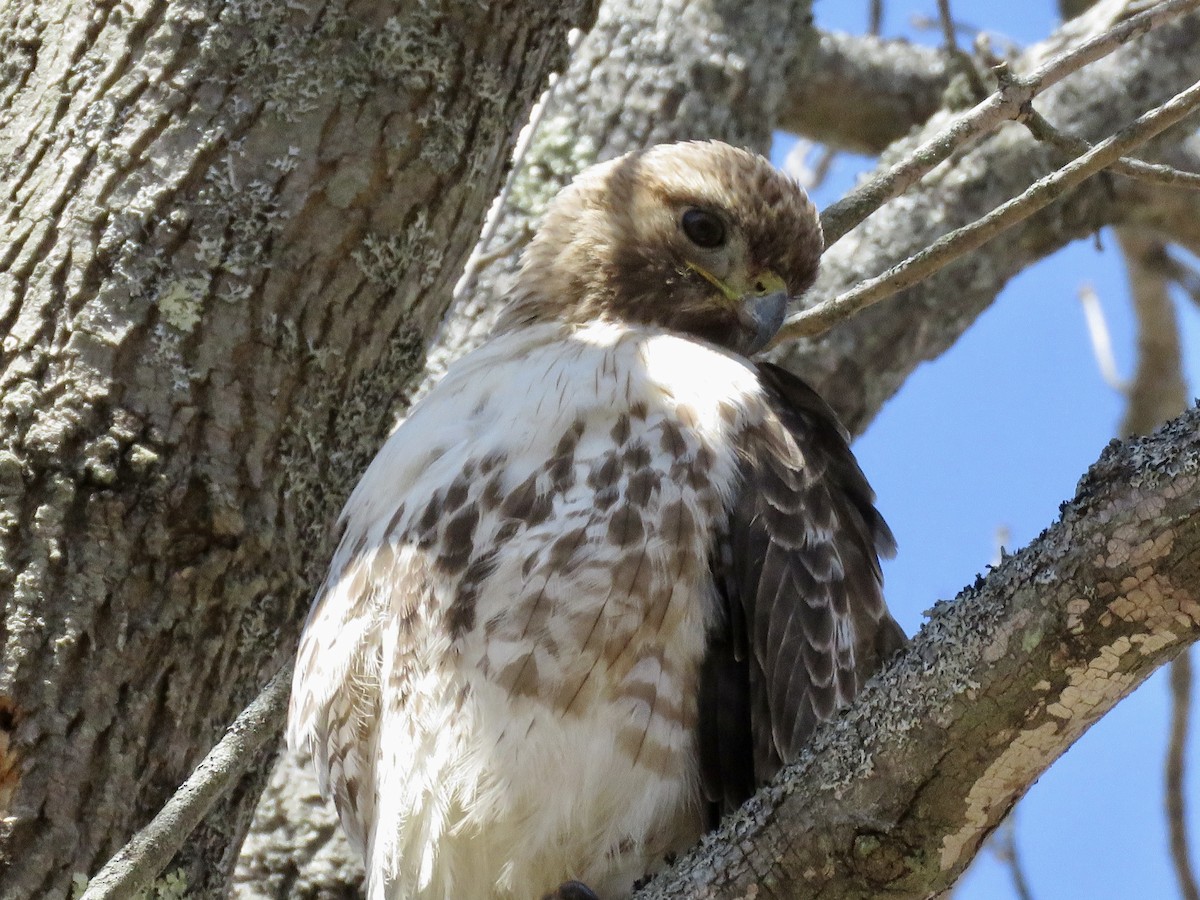 Red-tailed Hawk - ML442677181