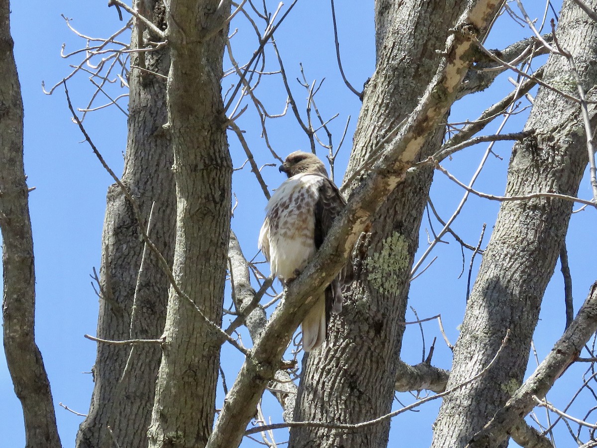 Red-tailed Hawk - ML442677261