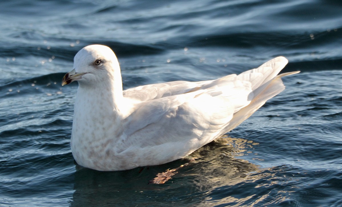 Iceland Gull (kumlieni/glaucoides) - Michael J Good