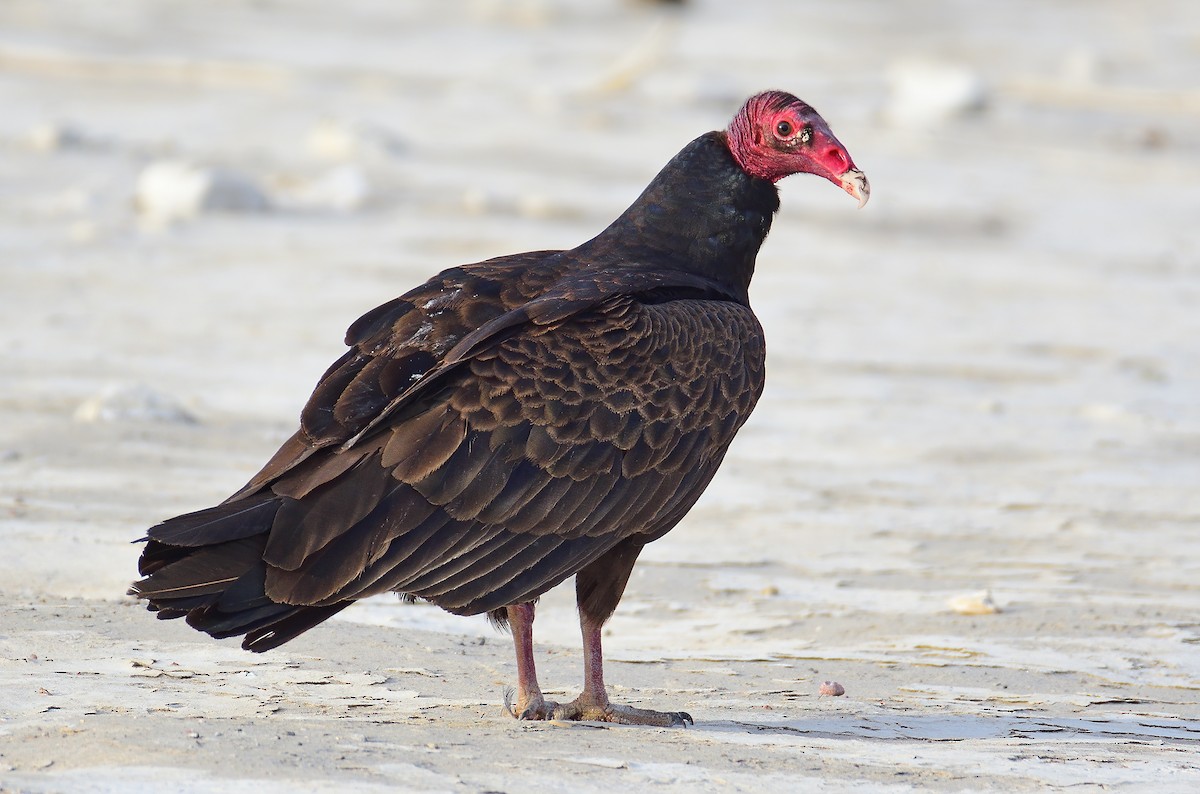 Turkey Vulture - Ad Konings