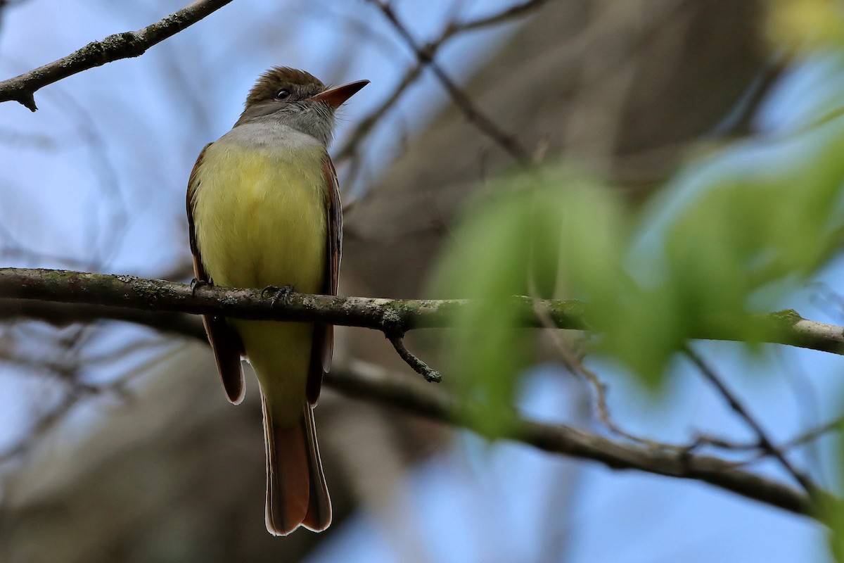 Great Crested Flycatcher - ML442697411