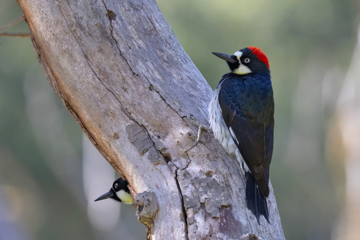 Acorn Woodpecker - Loni Ye