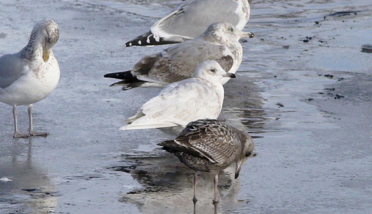 Iceland Gull (kumlieni/glaucoides) - Gary Jarvis