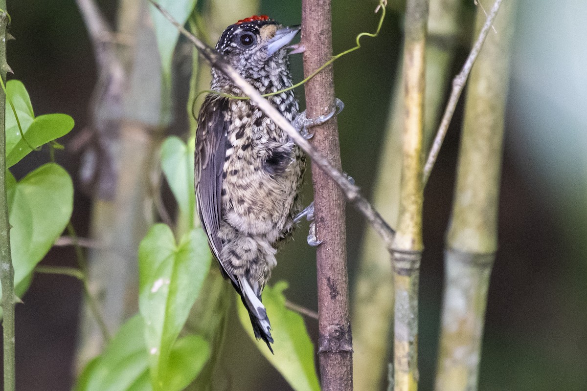 White-wedged Piculet - ML442704351
