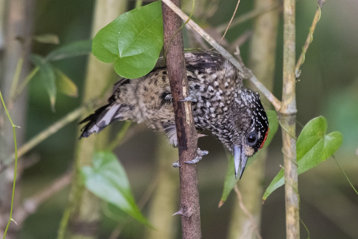 White-wedged Piculet - ML442704361