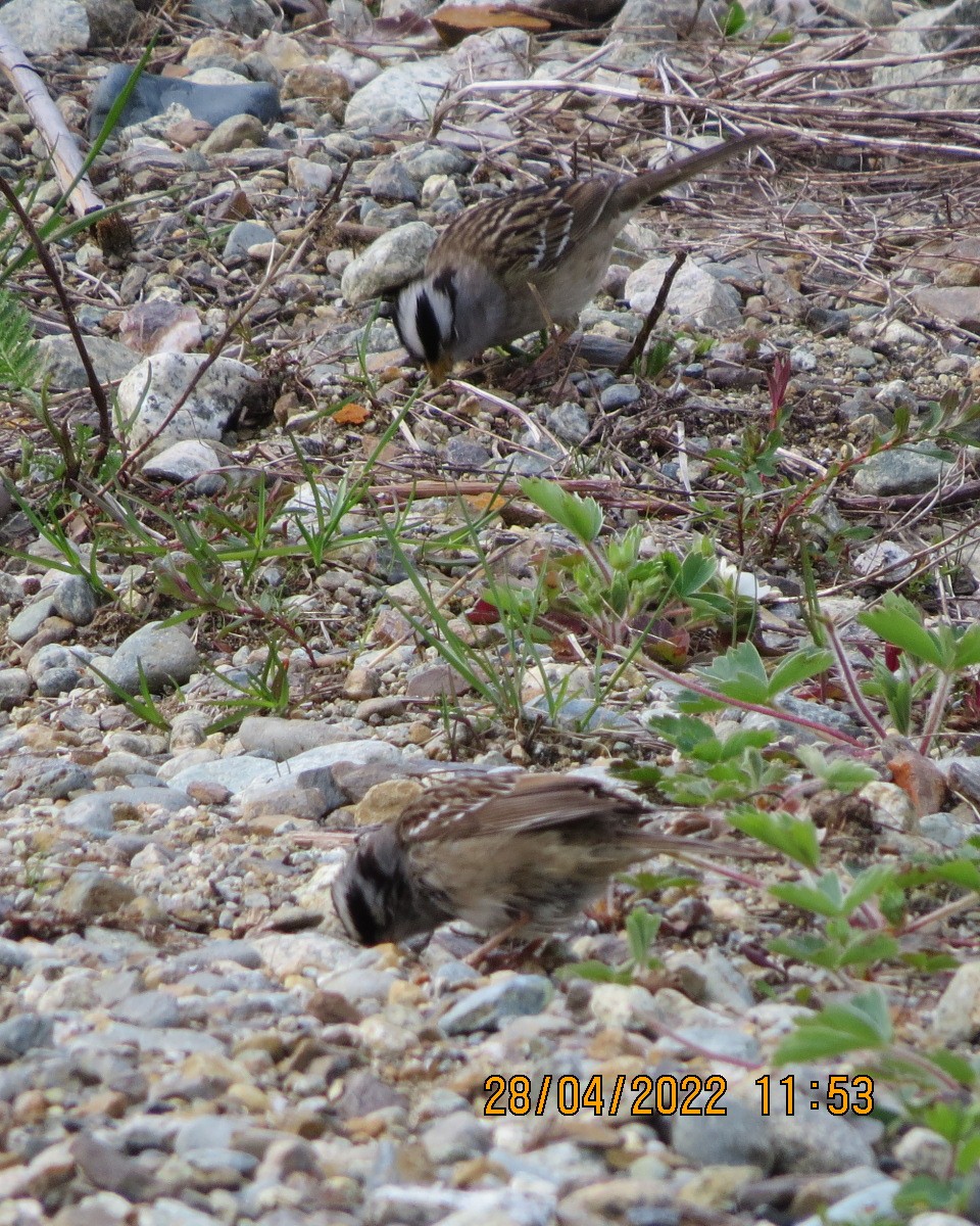 White-crowned Sparrow - ML442709501