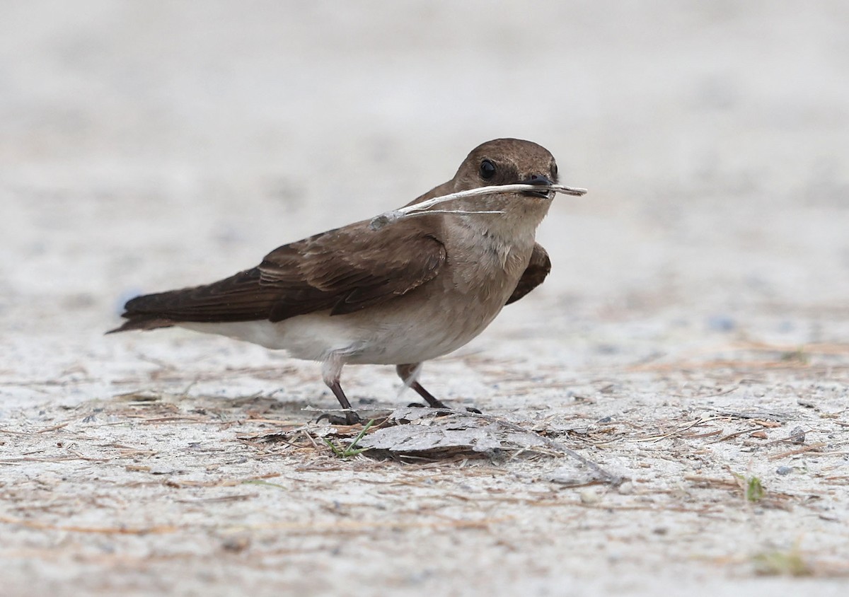 Northern Rough-winged Swallow - ML442713221