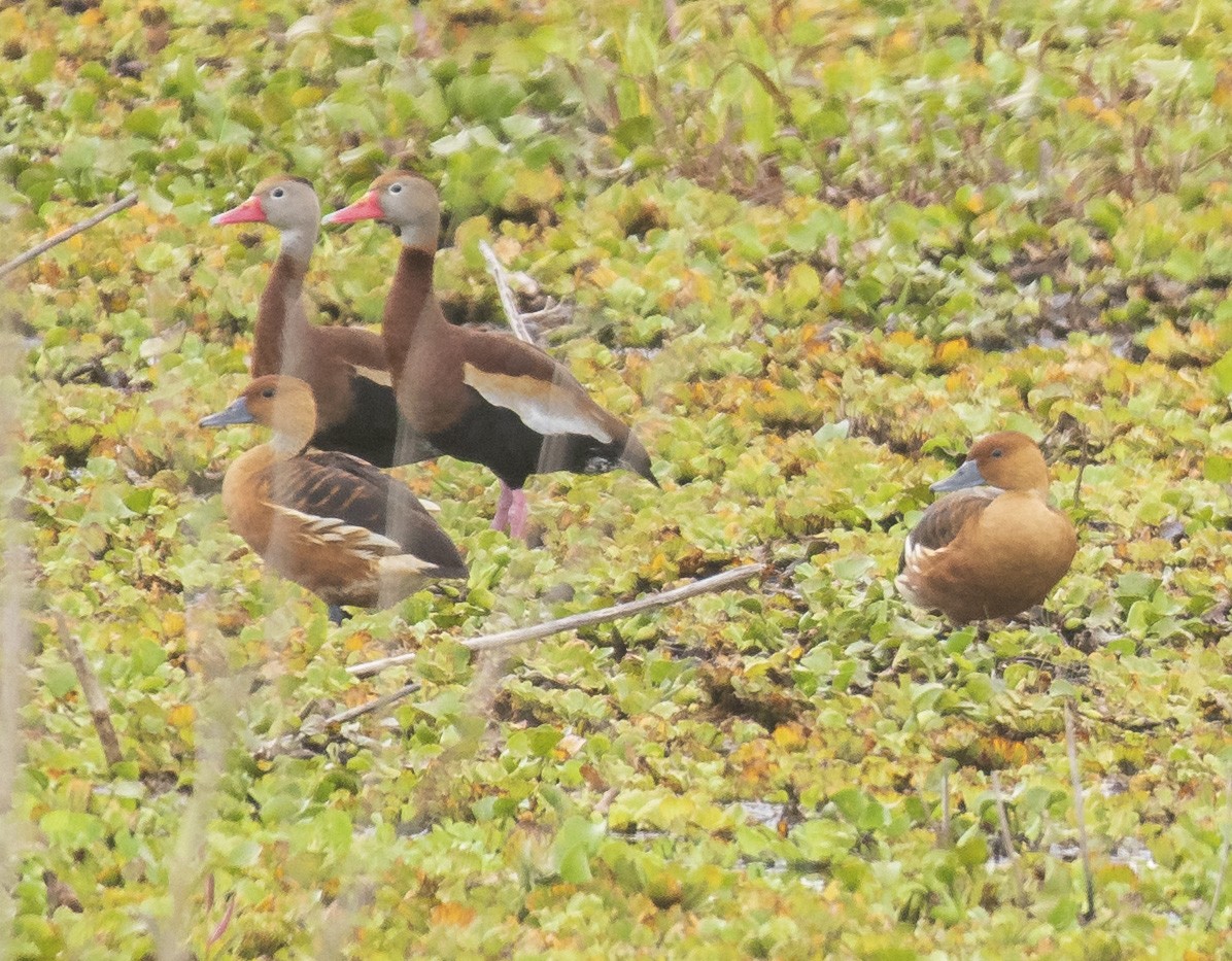 Fulvous Whistling-Duck - ML442718661