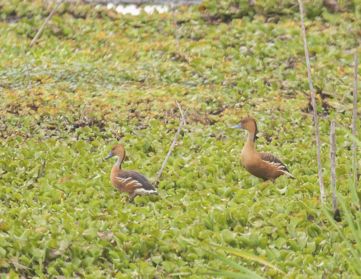 Fulvous Whistling-Duck - ML442718671